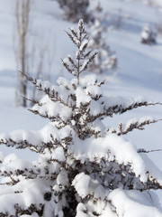 Snow on the branches of spruce