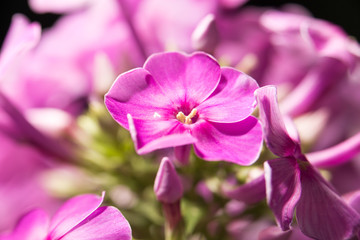 Obraz premium beautiful pink flower in nature, close-up