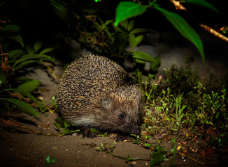 Hedgehog