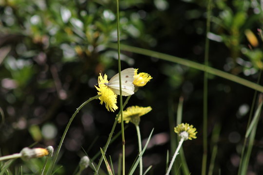 farfallina e fiore