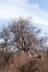 leafless tree branches against the blue sky