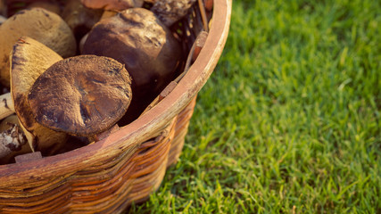 Mix of edible forest mushrooms in a basket, fall, autumn concept