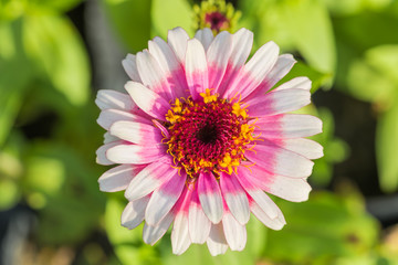 beautiful flower in garden