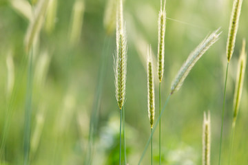 ears of wheat on the nature