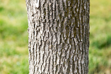 trunk of a tree in a park on the nature