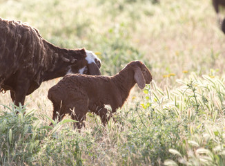 sheep in the pasture