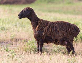 sheep in the pasture