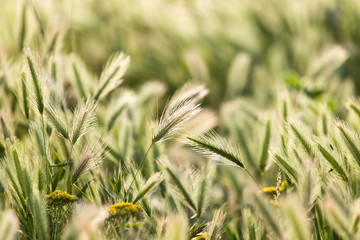 ears of wheat on the nature