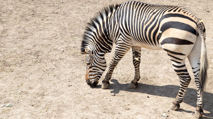 Fototapeta premium zebra in the zoo