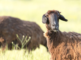 sheep in the pasture