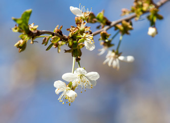 white flowers on the tree in nature
