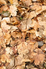 colorful autumn leaves