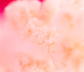 Fototapeta premium pollen in flower. super macro