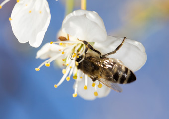 bee on a white flower on a tree