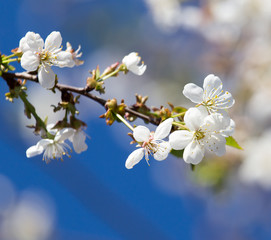 Obraz premium flowers on the tree against the blue sky