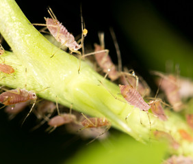 aphids on the plant. close