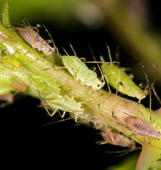 aphids on the plant. close