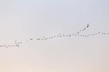 a flock of birds at sunset