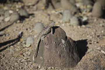 Lizard on a Rock 2015-09-15