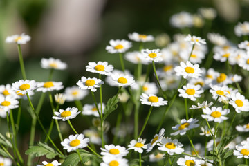Fototapeta premium daisy flowers in nature
