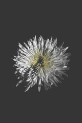 Chrysanthemum Flowers grow out of dark moments. Conceptual Photography - Negative Thinking