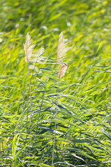 bulrush in nature as a background © schankz