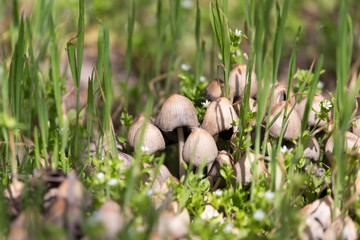 toadstool mushrooms nature spring