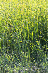bulrush in nature as a background © schankz