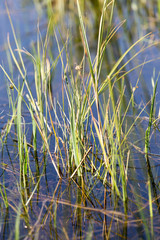 reeds on the water in the lake in nature