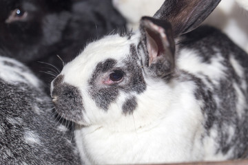rabbit on the farm