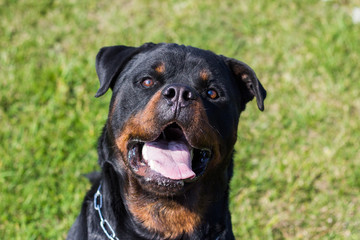 Fototapeta premium Rottweiler Dog
