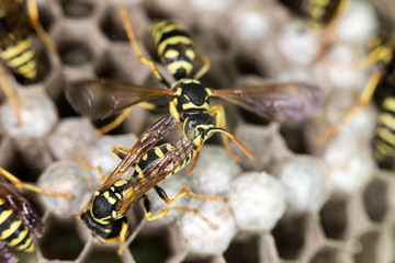 wasp on hives. close