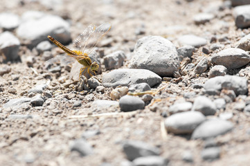 Dragonfly on the ground in nature