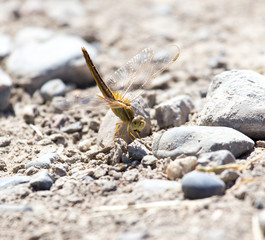 Dragonfly on the ground in nature