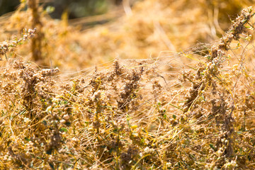 yellow grass on the nature of the parasite