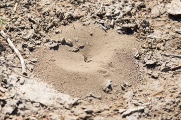 Fototapeta na wymiar Close-up image of anthill in soil