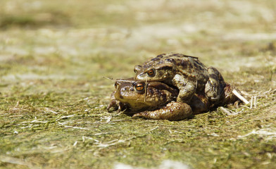 Krötenpaarung
