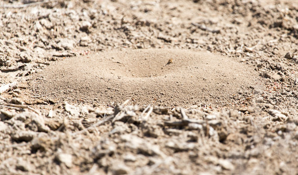 Close-up image of anthill in soil