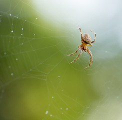 spider on a web in nature