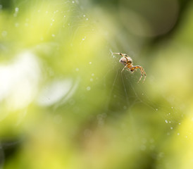 spider on a web in nature