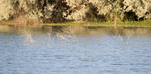 tree branches from the surface of the water
