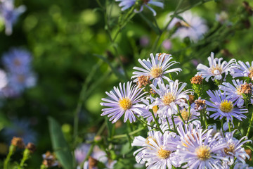 beautiful flower in garden