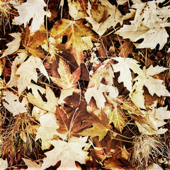 Dry brown leaves