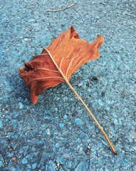 red leaf on the ground