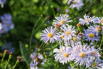 beautiful flower in garden