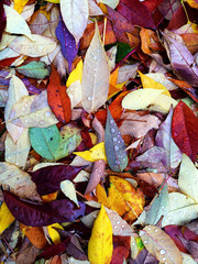 Colorful autumn leaves in raindrops