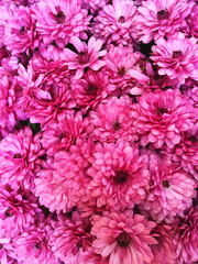 Obraz premium Purple chrysanthemums background