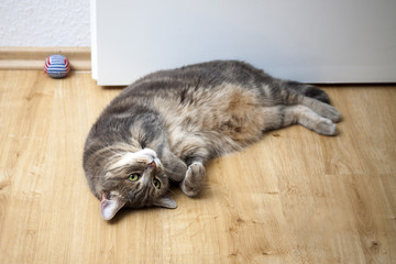 European shorthair cat wallow on a floor