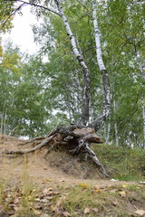 березовая роща