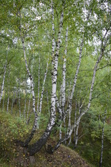 Fototapeta premium березовая роща
